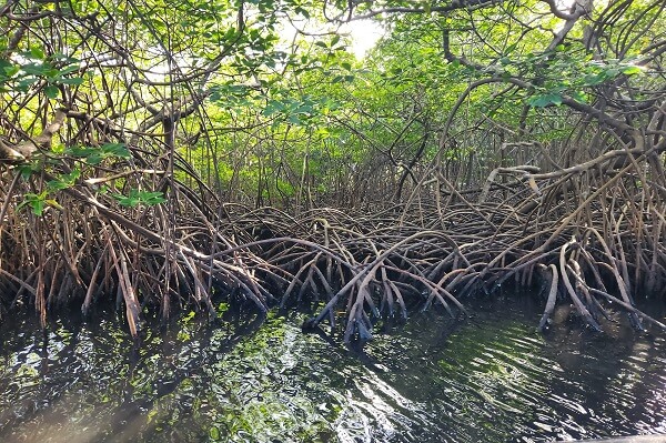 Un écosystème unique