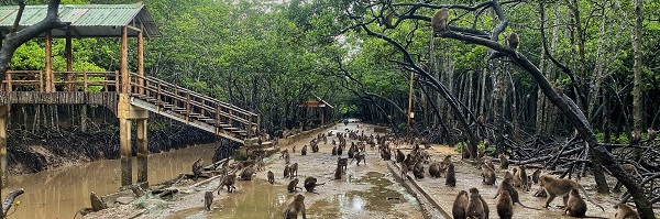 Ile des singes dans la forêt Sac