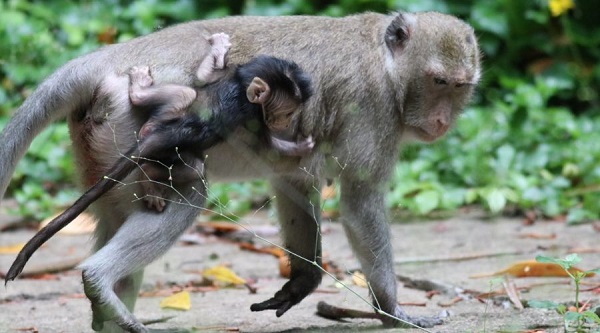 Singes à longue queue dans la forêt de mangrove