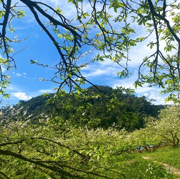 Fleurs de prunes à Moc Chau