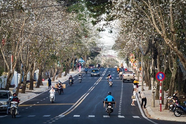 Les bauhinias blanches dans les rues Saigon