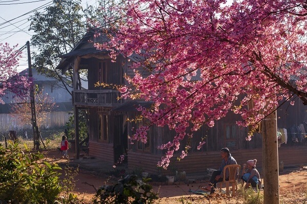 Les cerisiers à fleurs chez les Cil à Da Nhim