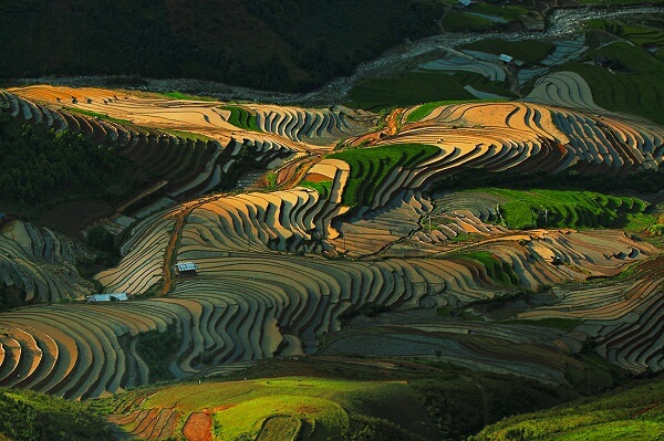 Les champs en terrasses à Hoang Su Phi sont beaux à toutes les saisons