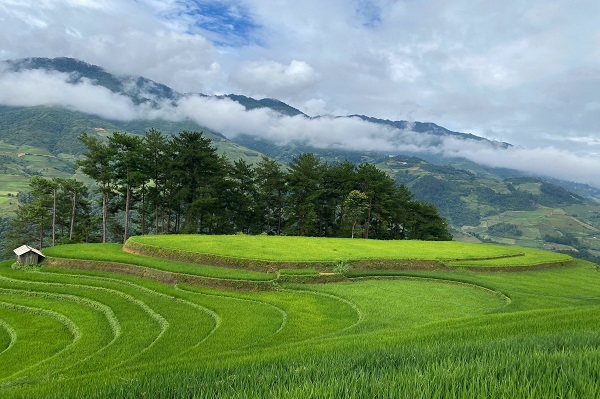 Magnifiques champs en terrasses de Hoang Su Phi