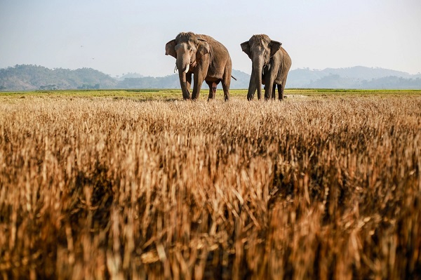 Éléphants domestiques paissent librement dans les champs