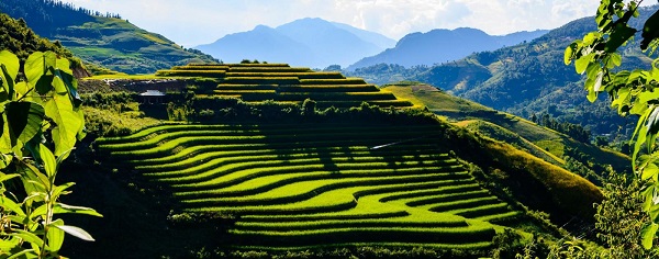 Magnifiques rizières en terrasse de Tua Chua
