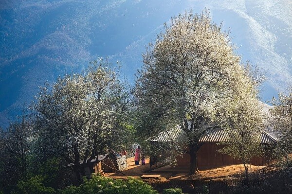 Fleurs Son Tra à Nam Nghiep Moc Chau