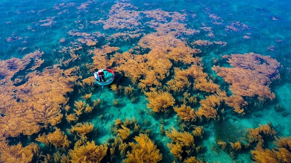 Les algues de Quy Nhon à Binh Dinh