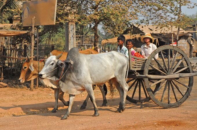 Balade en charrette à bœuf
