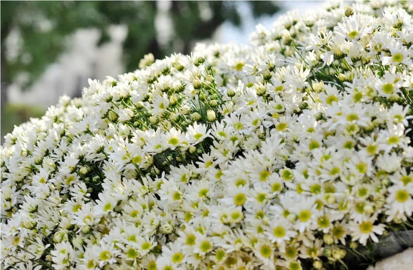 Chrysantheme Indes hanoi