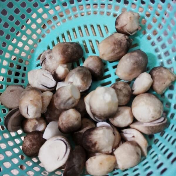 Champignons volvaire asiatique