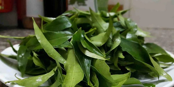 Feuilles de clausena indica