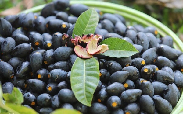 Fruit canarium noir est utilisé comme aliment et médicament
