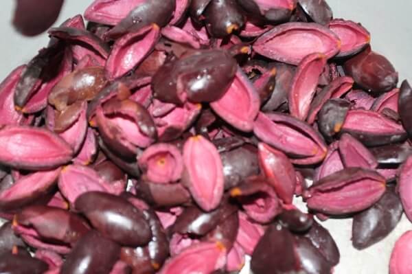 Fruits noirs du canarium de la commune Hoang Van