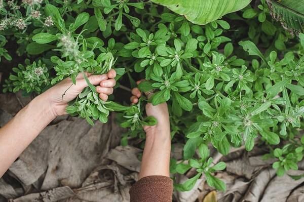 Les feuilles gnaphales la khuc