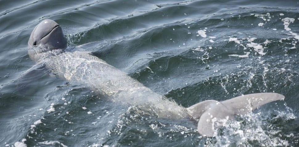 Dauphin d'eau douce Irrawaddy