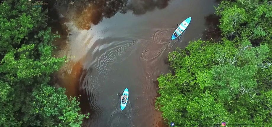 kayak-mangrove