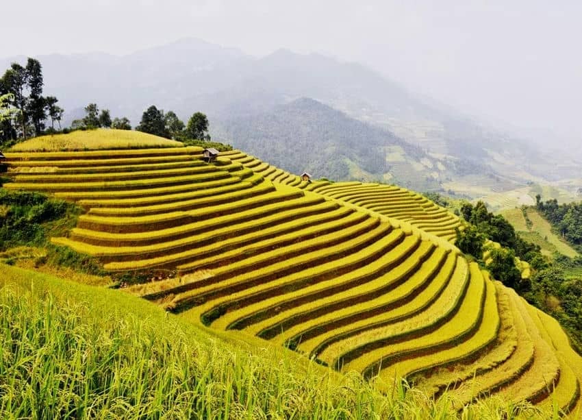 Mu Cang Chai et ses champs à perte de vue