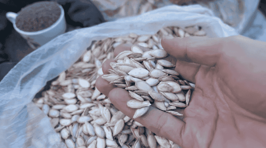 citrouille en vietnamien