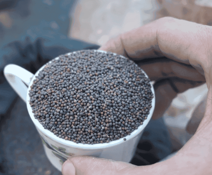 legume en vietnamien