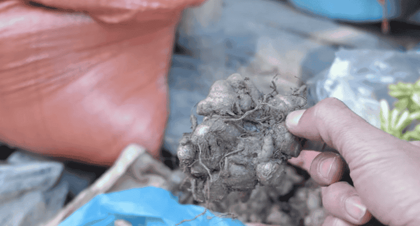 curcuma en vietnamien