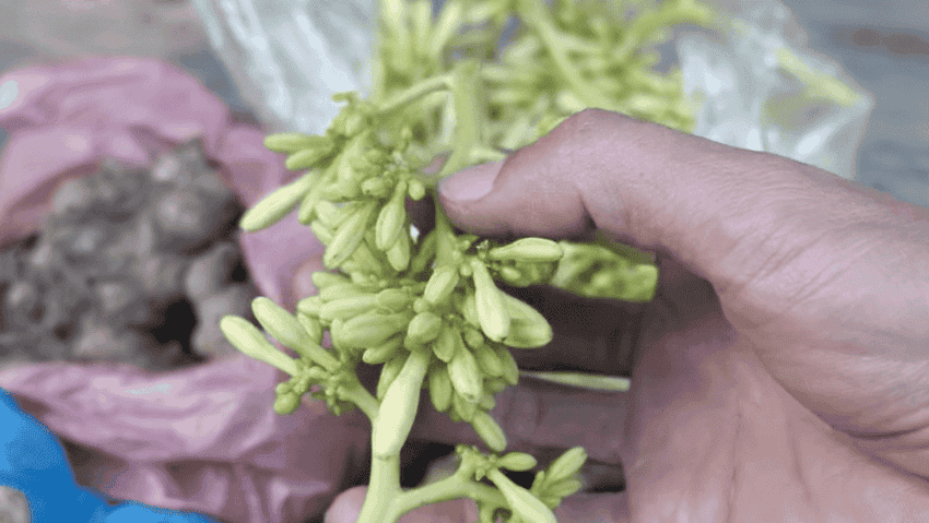 fleur de papaye au Vietnam