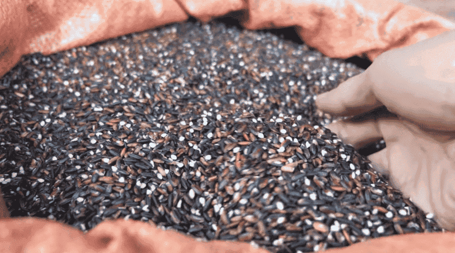 riz gluant alcool du riz au Vietnam