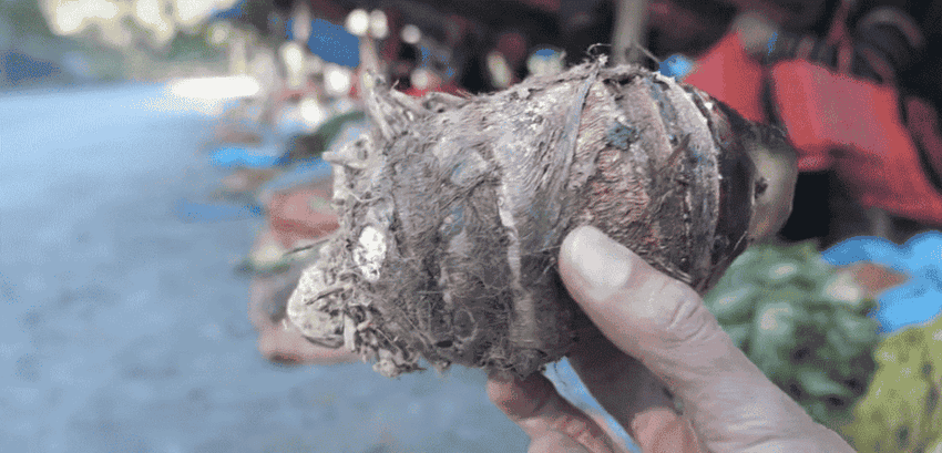 taro violet au vietnam