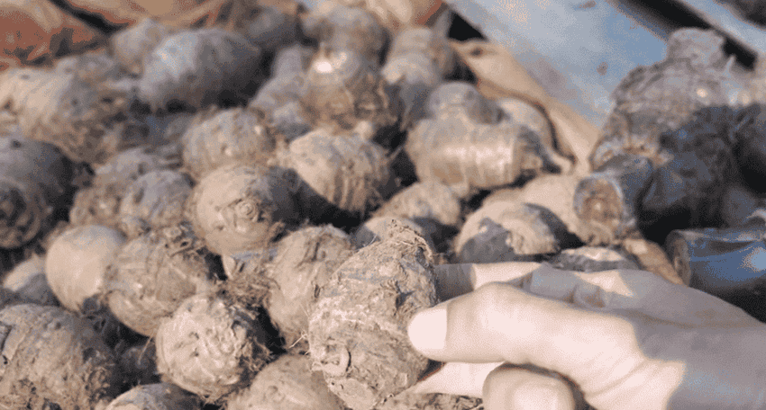 taro en vietnamien