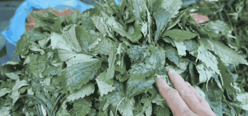 legume marche minoritaire vietnamien