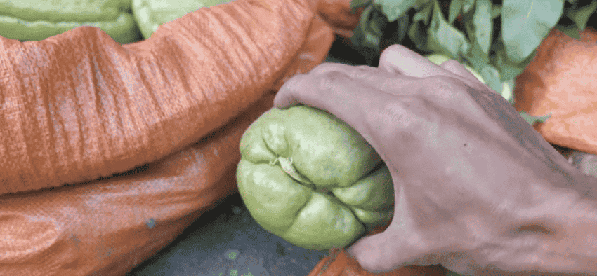 legume au vietnam marche minoritaire