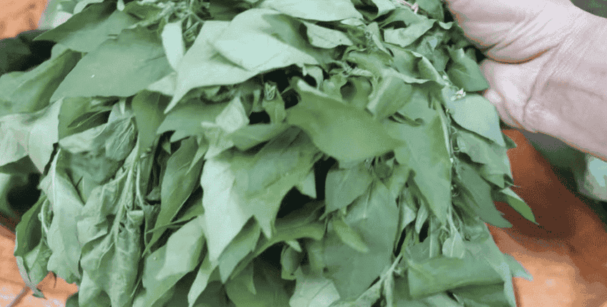 legume au marche vietnamien