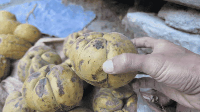 les legumes au marche vietnamien