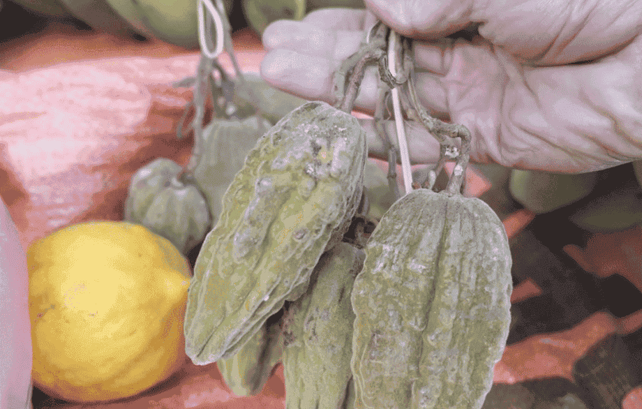 fruit etranger au vietnam