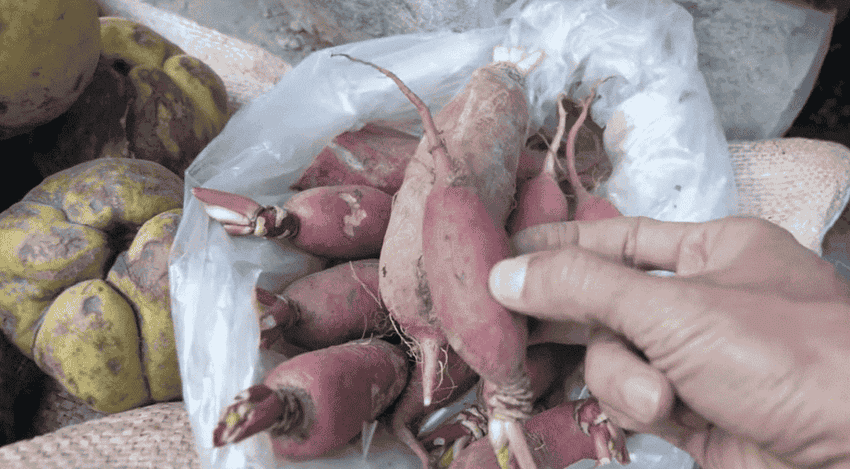 les legumes au marche vietnamien