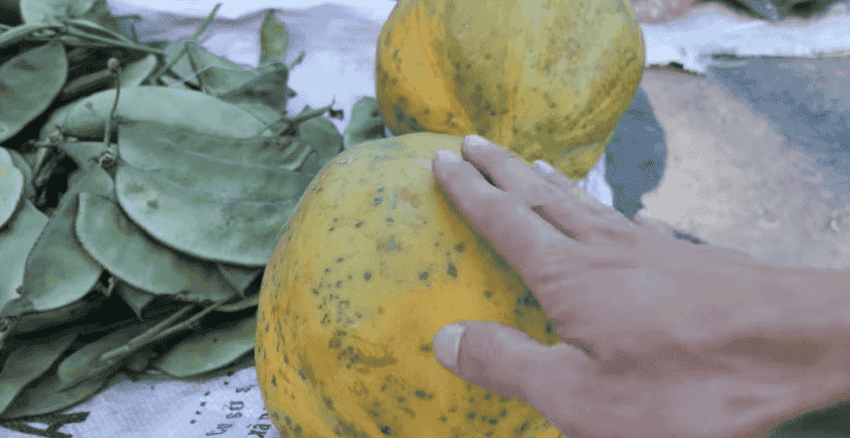 papaye en vietnamien