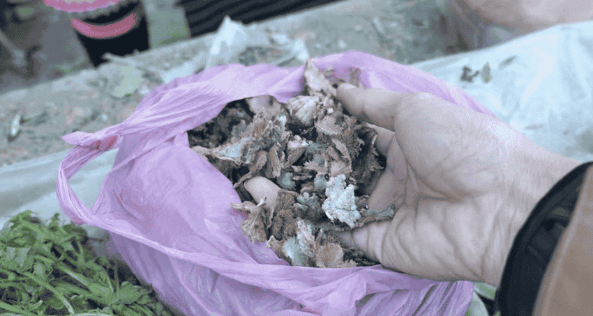 champignon au vietnam marche des minoritaire