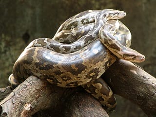 ferme-serpents
