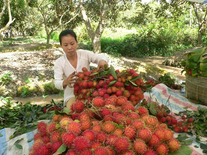 Tour prive jardin fruitier Delta du Mekong