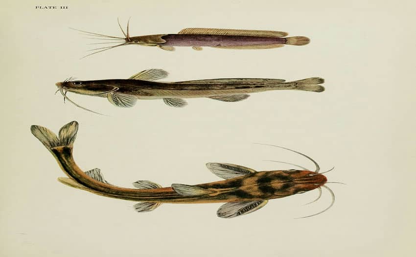 Voilà à quoi ressembler le hemibagrus ou poisson-chat
