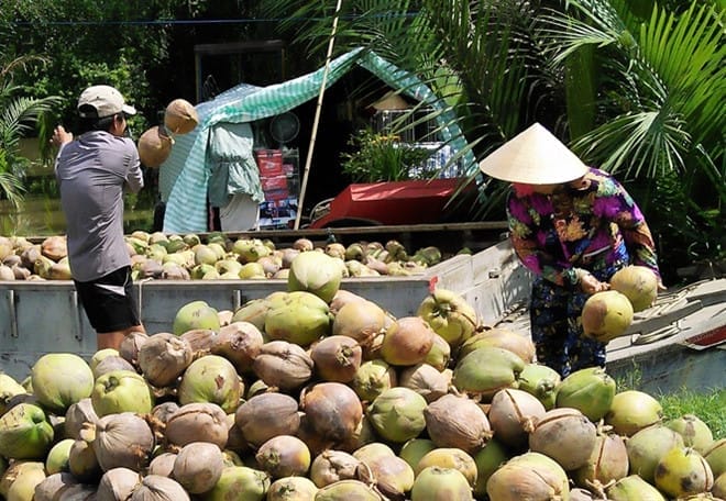 cocotier delta du mekong vietnam