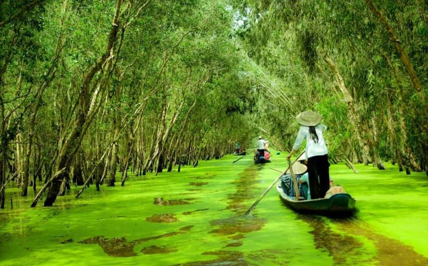 foret mangrove pres de saigon
