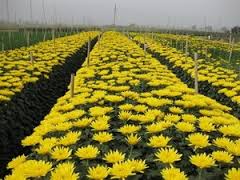 village de fleurs Tay Tuu