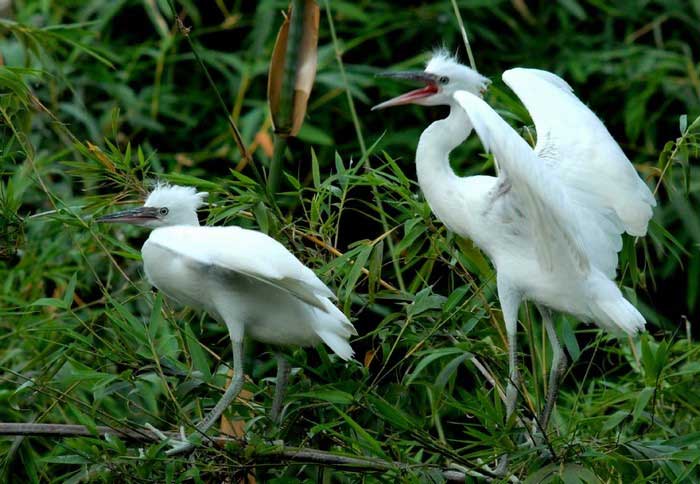 les-cigognes-dans-le-parc-ornithologique-de-bang-lang