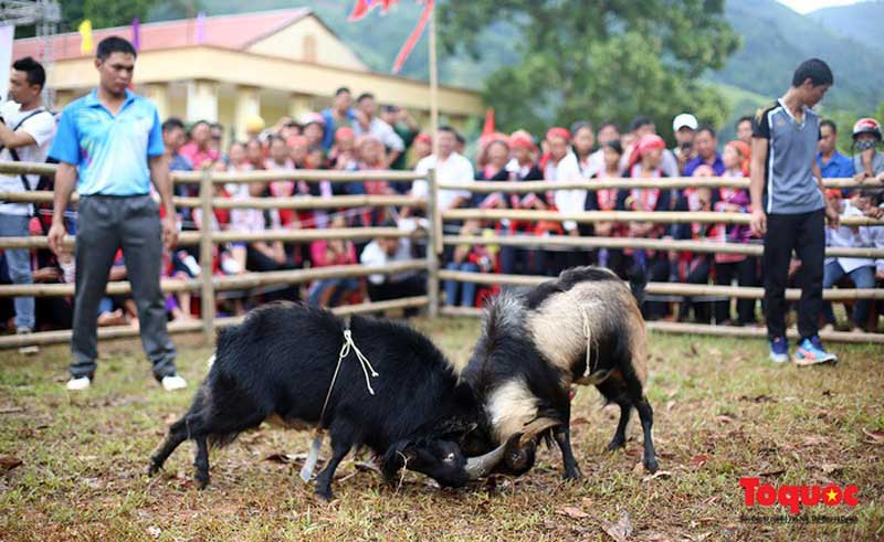 combat-de-chevres-a-Hoang-Su-Phi