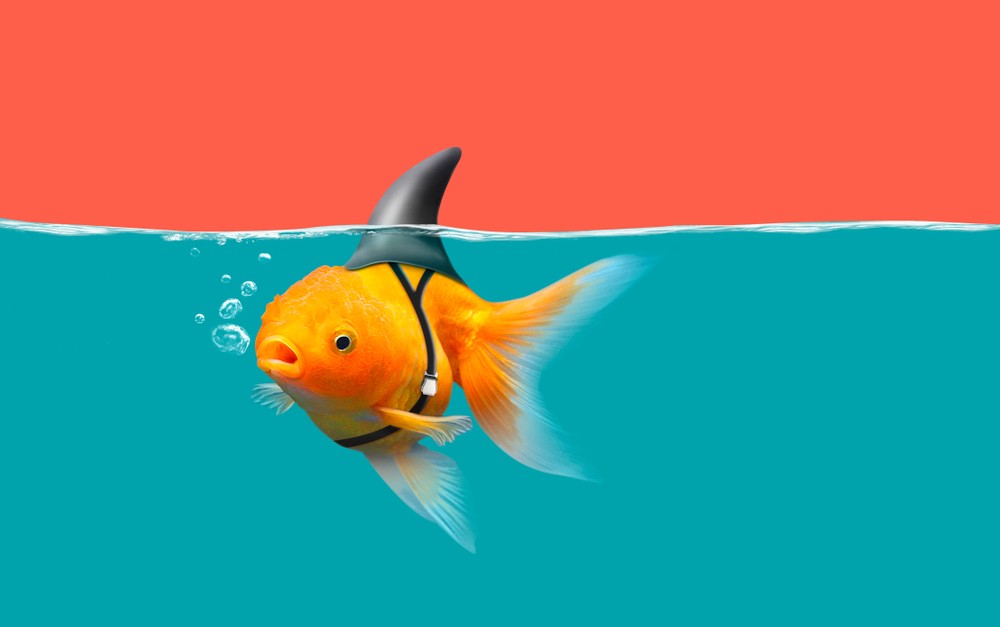fake-goldfish