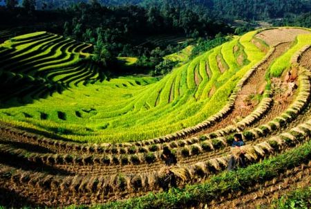 les-rizieres-en-terrasse-dans-le-Nord-au-Vietnam